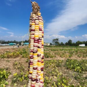 Colourful Corn Photo