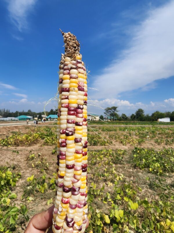 Colourful Corn Photo