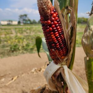 Colorful Corn Photo