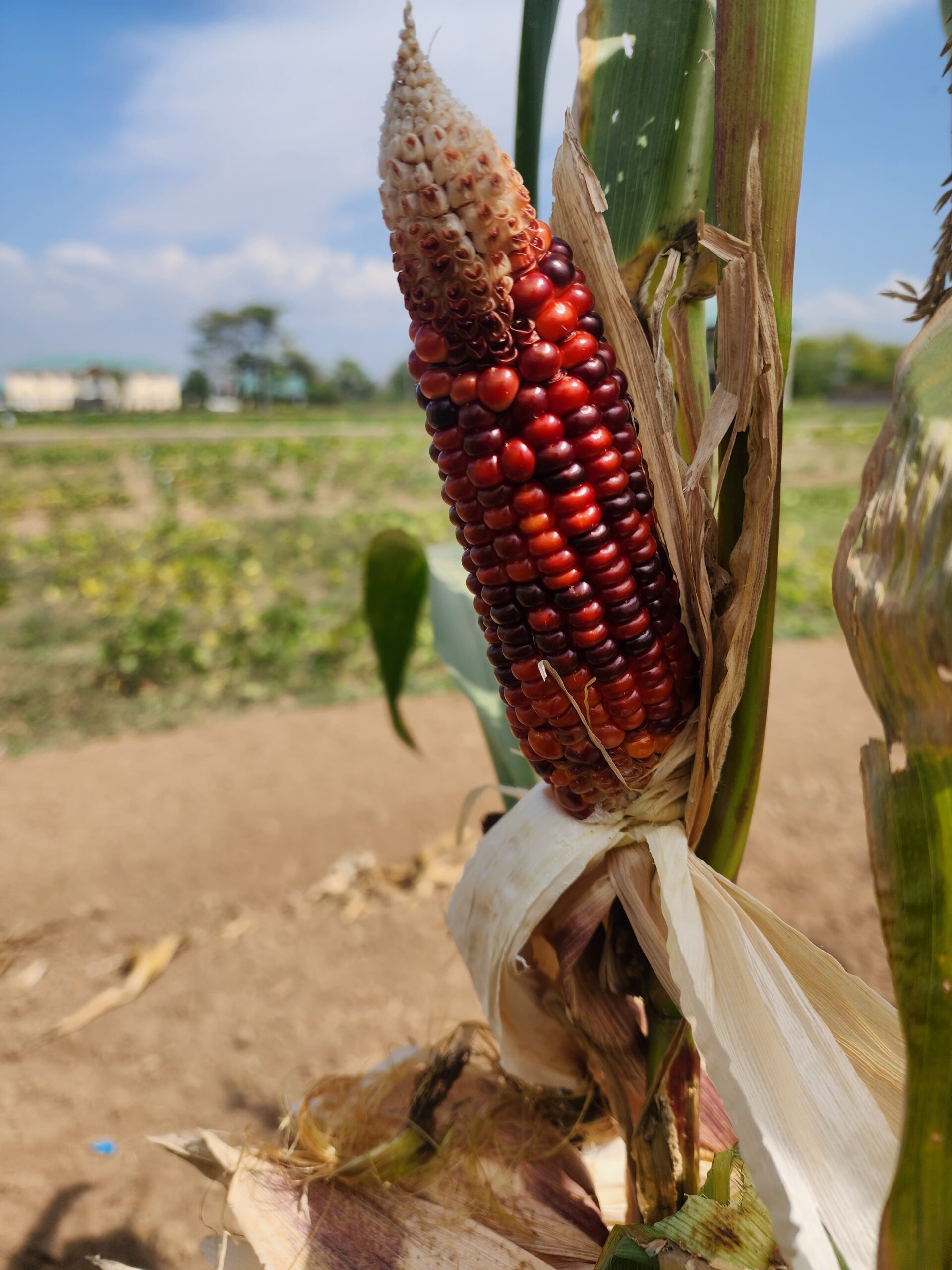 Colorful Corn Photo