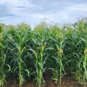 Maize Field Photo