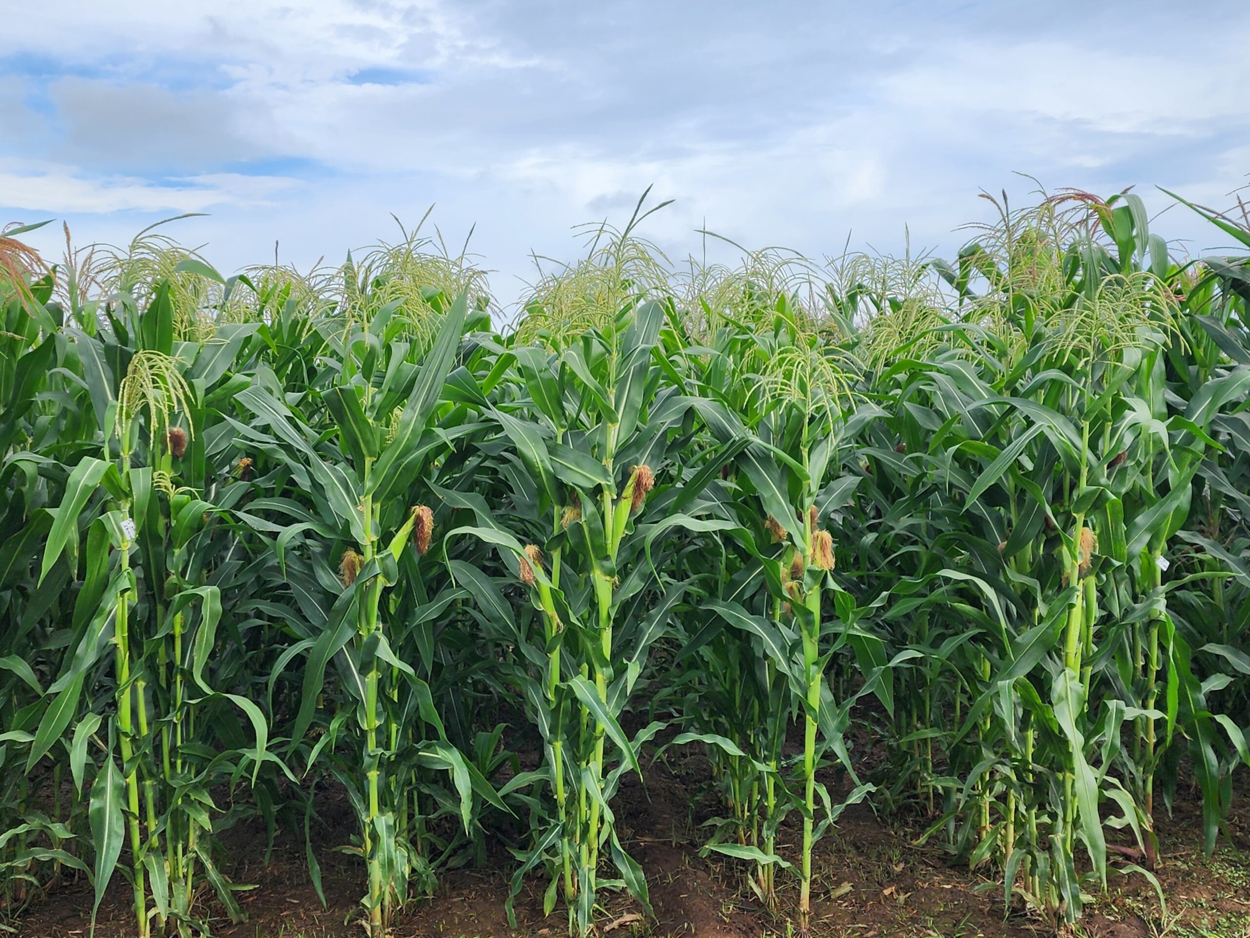 Maize Field Photo