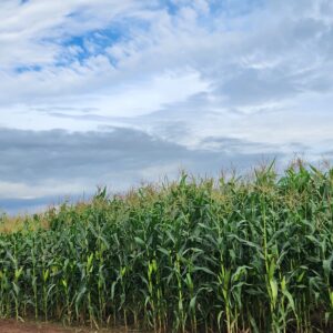 Maize Field Photo