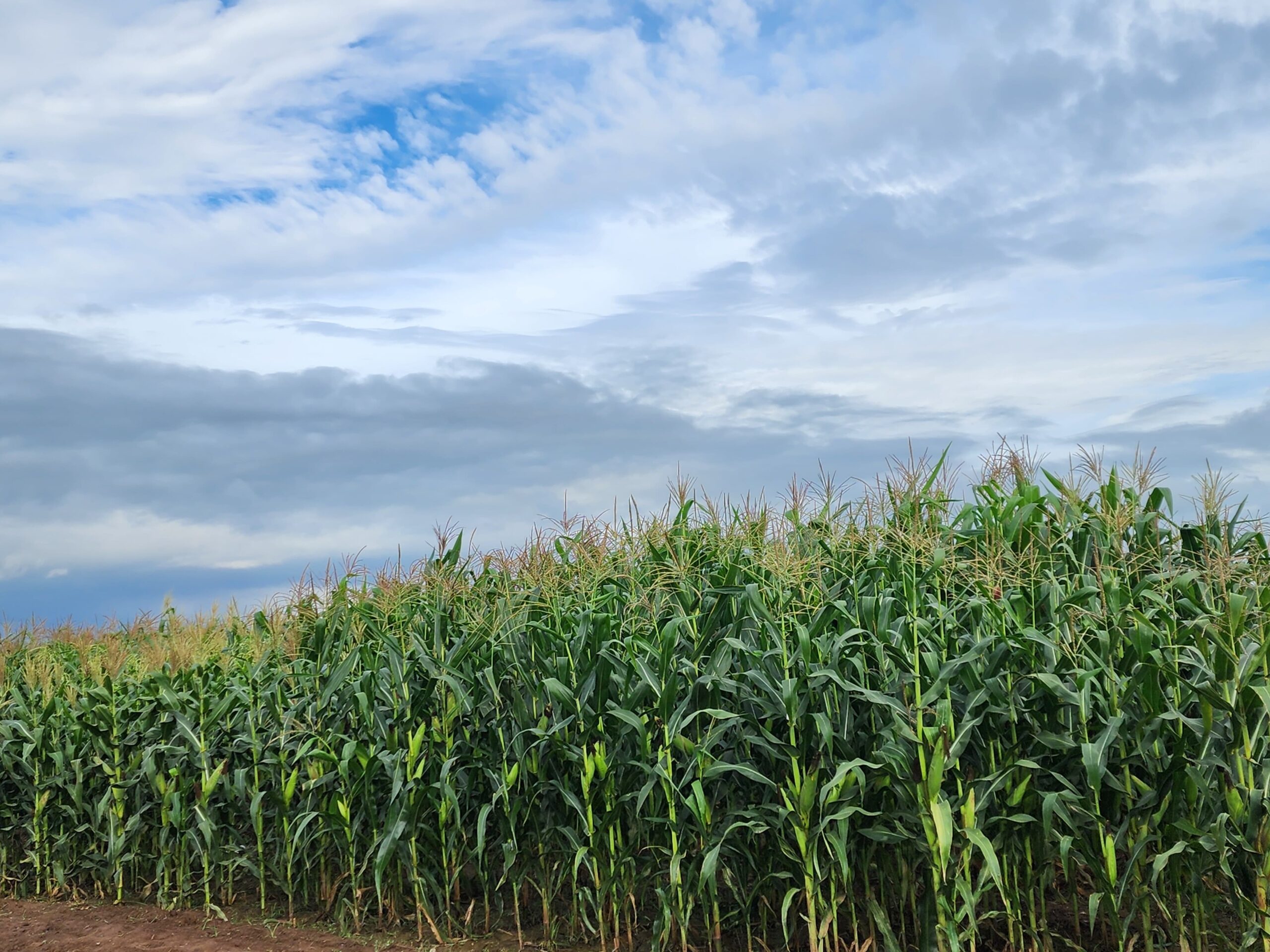 Maize Field Photo