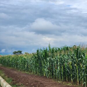 Maize Field Photo