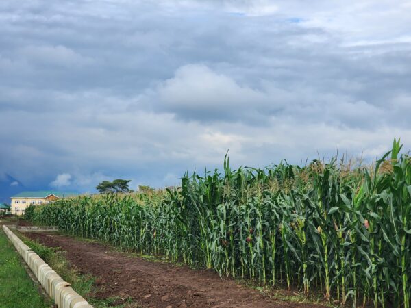 Maize Field Photo