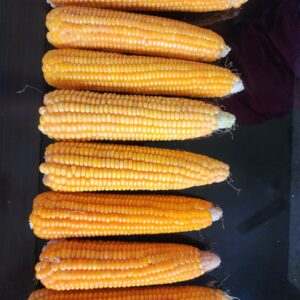 Corn Photo