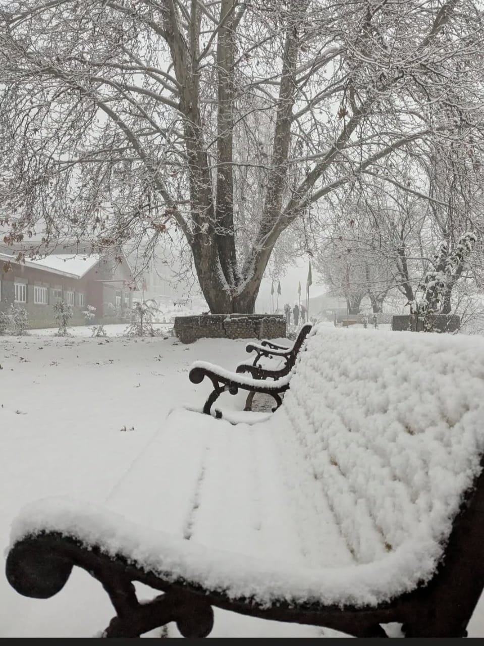 Snow Covered Benches